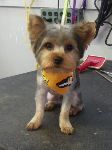 Pet Supply Store «Ma & Paws Pet Supplies», reviews and photos, 206 Anderson Ln N #200, Hendersonville, TN 37075, USA