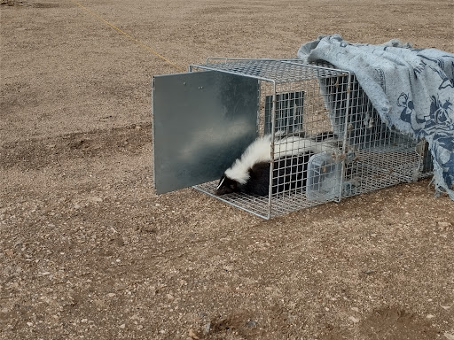 Pet Supply Store «Stockton Hill Feed & Pet», reviews and photos, 4250 Stockton Hill Rd, Kingman, AZ 86409, USA