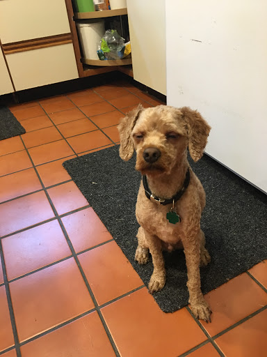 Alex Pet salon and boarding