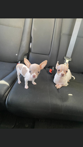 Auto Repair Shop «Stephens Automotive, Inc», reviews and photos, 673 W Colfax St, Palatine, IL 60067, USA