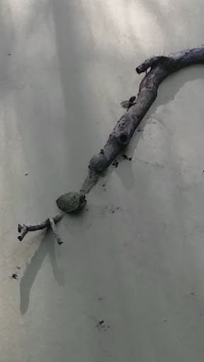 Nature Preserve «Reynolds Nature Preserve», reviews and photos, 5665 Reynolds Rd, Morrow, GA 30260, USA