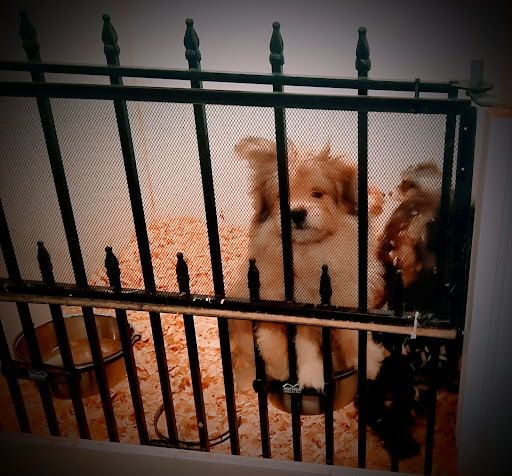 Pet Store «Critter Corner Pet Shop», reviews and photos, 1796 E Vaile Ave, Kokomo, IN 46901, USA