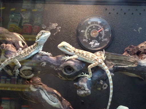 Pet Supply Store «PetSmart», reviews and photos, 5214 Blanche Moore Dr, Corpus Christi, TX 78411, USA