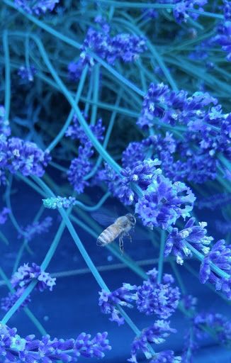 Event Venue «Woodinville Lavender», reviews and photos, 14223 Woodinville-Redmond Rd NE, Redmond, WA 98052, USA