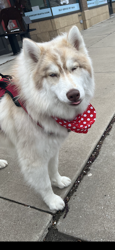 Pet Supply Store «Brookside Barkery & Bath», reviews and photos, 118 W 63rd St, Kansas City, MO 64113, USA