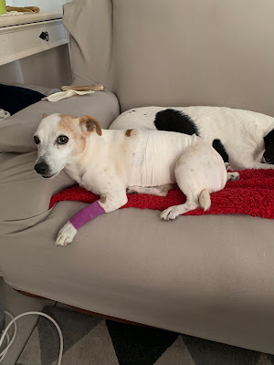 Clinique Veterinaire Du Grand Large à Agde