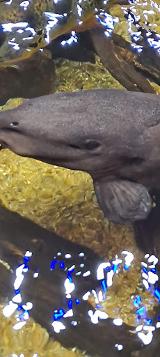 Pet Store «Miles of Exotics», reviews and photos, 8350 N Broadway, Kansas City, MO 64118, USA