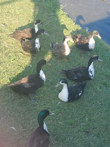 Fast Food Restaurant «Chick-fil-A», reviews and photos, 815 England St, Ashland, VA 23005, USA