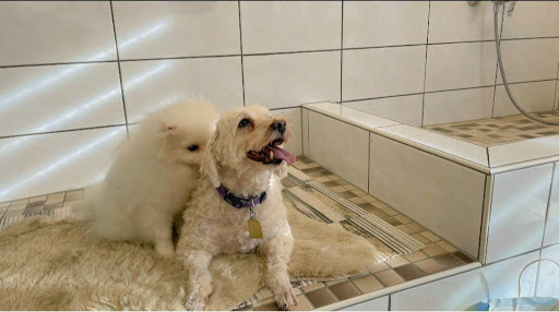 Hundesalon Haarmony unter Ulmen, 