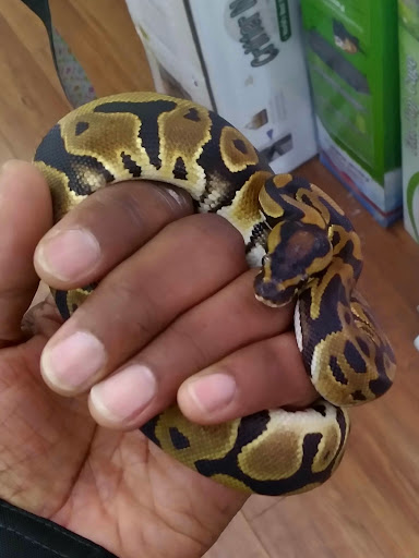 Pet Supply Store «Pet Supermarket, Inc.», reviews and photos, 598 N McCarran Blvd, Sparks, NV 89431, USA