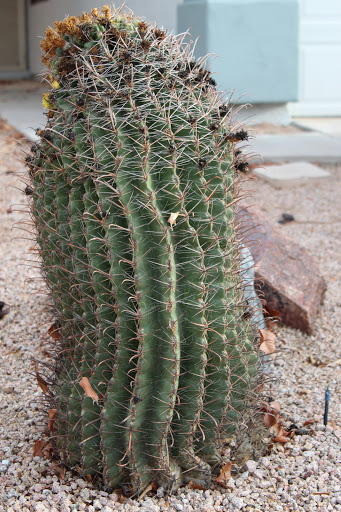 Park «Folley Memorial Park», reviews and photos, 601 E Frye Rd, Chandler, AZ 85225, USA