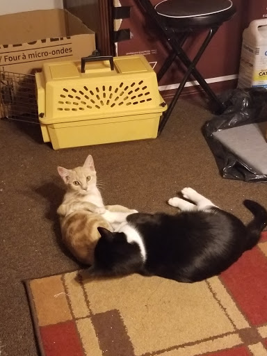 Newington Veterinary Clinic: Lynn M. Fortin image