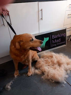 Barking Mad Dog Groomer