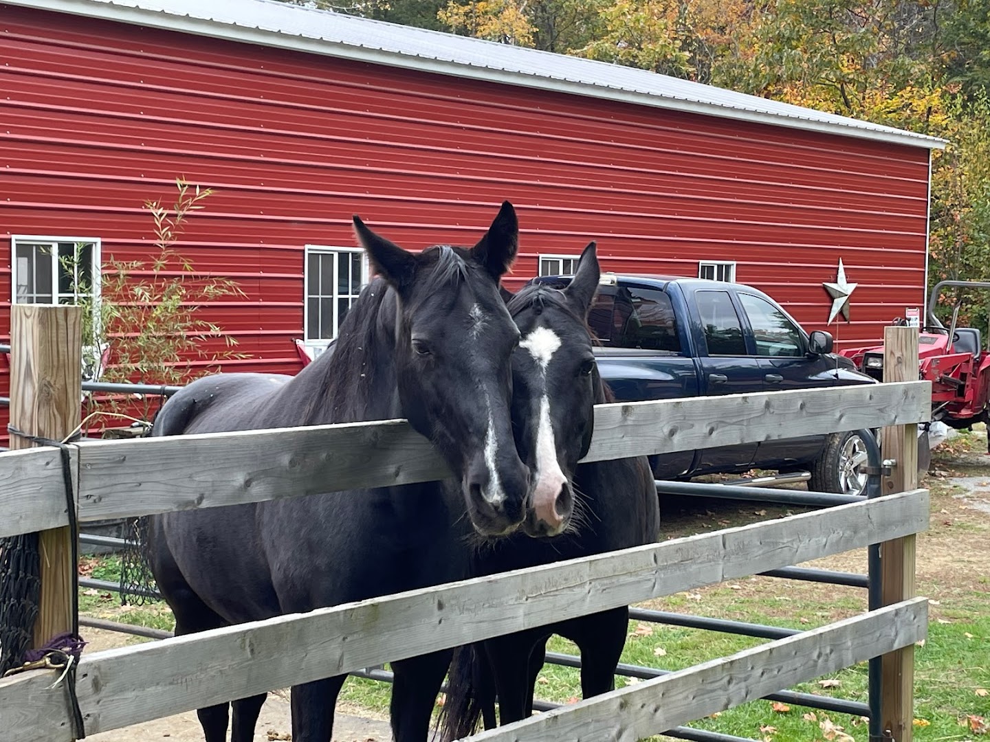 Itchy Withers Horse Rescue and Sanctuary