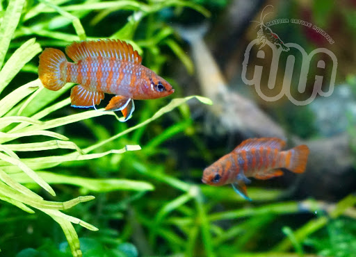 Tropical Fish Store «Arizona Nature Aquatics», reviews and photos, 3518 N Country Club Rd, Tucson, AZ 85716, USA