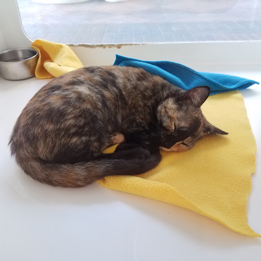 Pet Adoption Service «Found Animals Adopt & Shop», reviews and photos, 353 Lakewood Center Mall, Lakewood, CA 90712, USA