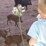 Photo n° 4 de l'avis de Pascal.i fait le 13/07/2022 à 09:22 pour Auberge le Maquis à Montegrosso