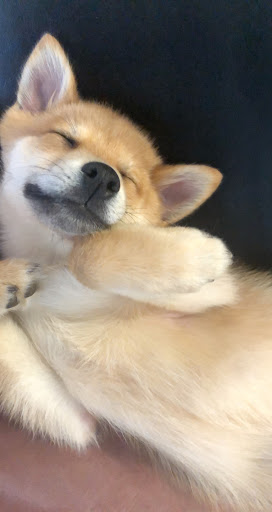 Pet Supply Store «Lil Rascals», reviews and photos, 10035 Gulf Center Dr #105, Fort Myers, FL 33913, USA