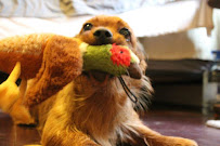 Around the House Cleaning & Dog Adventures - Photo 4 - Car repair in Salt Lake City, UT, Salt Lake City