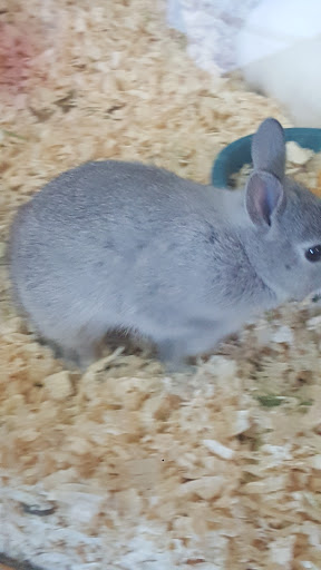 Pet Store «Pet Town», reviews and photos, 7804 Florence Ave, Downey, CA 90240, USA