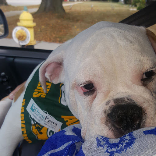 Pet Supply Store «Petco Animal Supplies», reviews and photos, 8551 S Howell Ave, Oak Creek, WI 53154, USA