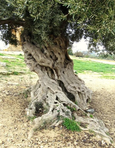 Natural Foods Store «The Olive Oil Taproom», reviews and photos, 200 Towne Center W Blvd, Henrico, VA 23233, USA