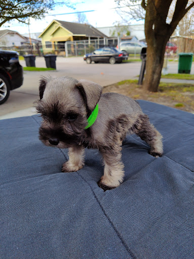 Schnauzers Houston