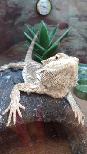 Pet Supply Store «Petco Animal Supplies», reviews and photos, 430 N Euclid St, Anaheim, CA 92801, USA