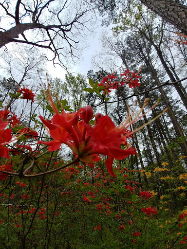 Nature Preserve «Big Trees Forest Preserve Inc», reviews and photos, 7645 Roswell Rd NE, Sandy Springs, GA 30350, USA