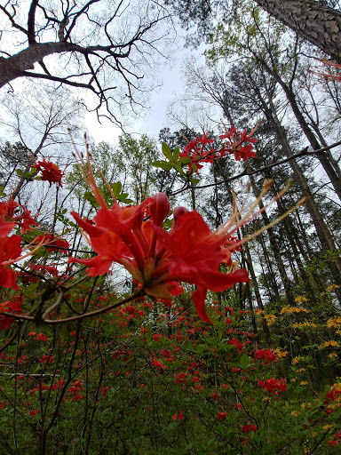 Nature Preserve «Big Trees Forest Preserve Inc», reviews and photos, 7645 Roswell Rd NE, Sandy Springs, GA 30350, USA