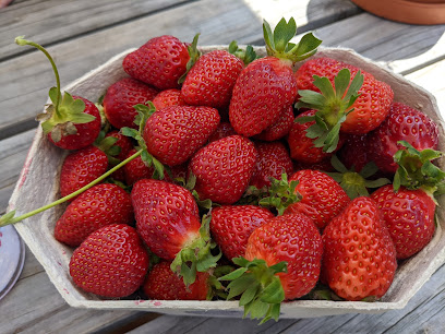 Hedgerows Hydroponic Strawberries: open Sept - Jan