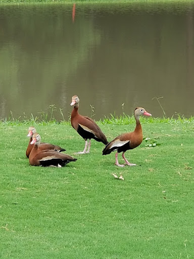 Golf Course «Hermann Park Golf Course», reviews and photos, 2155 MacGregor Way, Houston, TX 77030, USA