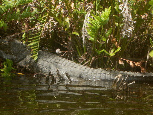 Outdoor Sports Store «Paddling Paradise», reviews and photos, 729 N Harbor City Blvd, Melbourne, FL 32935, USA