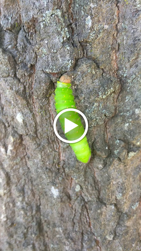 Grocery Store «Rockmart Farmers Market», reviews and photos, Water St, Rockmart, GA 30153, USA