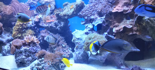 Tropical Fish Store «Saltwater Paradise», reviews and photos, 1313 W Airport Fwy, Irving, TX 75062, USA
