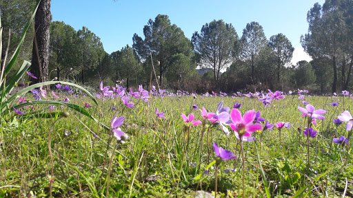 Değirmenyanı İlkokulu