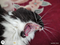 Cradled Critters Pet Sitting Services - Photo 3 - Car repair in , Salinas