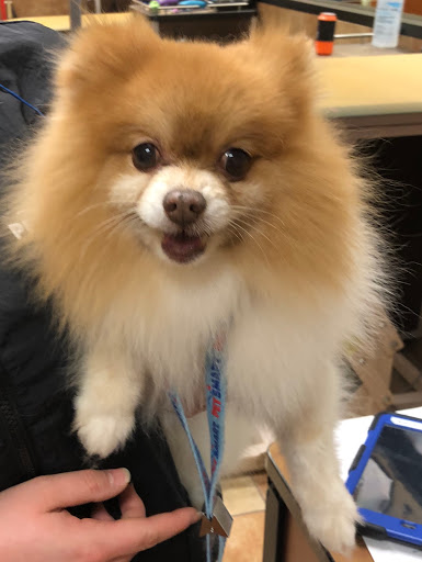 Pet Supply Store «PetSmart», reviews and photos, 745 W Huntington Dr, Monrovia, CA 91016, USA