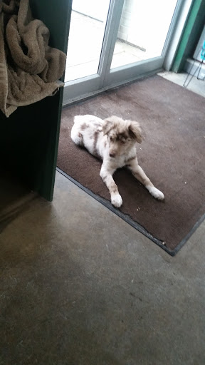 Pet Supply Store «Buckles Feed Depot & Pet Supply», reviews and photos, 220 S 4th St, Lafayette, IN 47901, USA