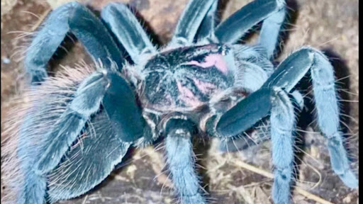 Vogelspinne1979 unter Fredersdorf-Vogelsdorf, 