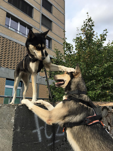 Rezensionen über Mayke‘s Dog Walk - Hundebetreuung Zürich in Zürich - Hundeschule