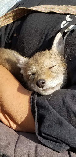 Horseback Riding Service «Long C Trails», reviews and photos, 8959 Hanes Rd, Westmoreland, TN 37186, USA