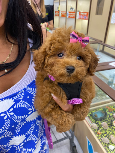 Pet Store «Petland», reviews and photos, 10289 Ulmerton Rd, Largo, FL 33771, USA