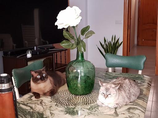 Clínica Veterinaria Xirivella en Xirivella