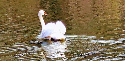 Park «Bowne Park», reviews and photos, 156-17 29th Ave, Flushing, NY 11354, USA