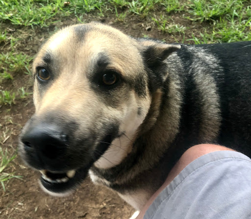 Pet Boarding Service «Howliday Inn Suites & Treats Pet Resort», reviews and photos, 1 Davis Ct, Hurricane, WV 25526, USA