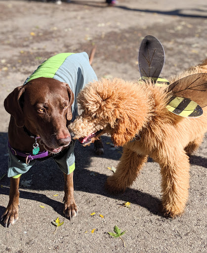 Dog Park «Portage Dog Friendly Area», reviews and photos, 4100 N Long Ave, Chicago, IL 60641, USA