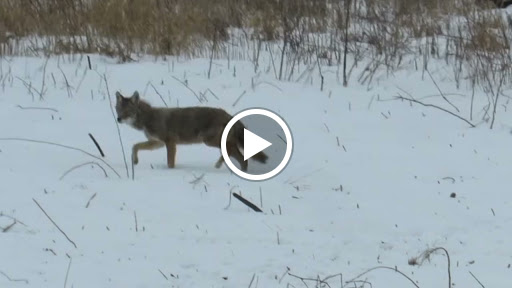 Nature Preserve «Raven Glen Forest Preserve», reviews and photos, 41080 US-45, Antioch, IL 60002, USA