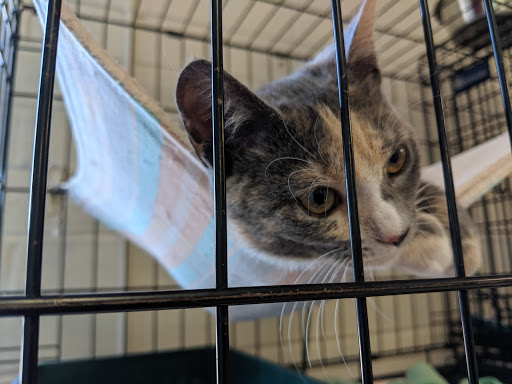 Sheets Pet Clinic image