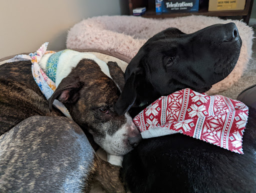 Pet Groomer «Doggie Style Bowtique», reviews and photos, 1713 Westport Rd, Kansas City, MO 64111, USA